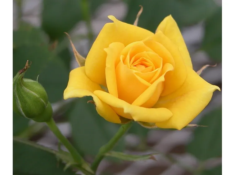 linguaggio dei fiori rosa blu
