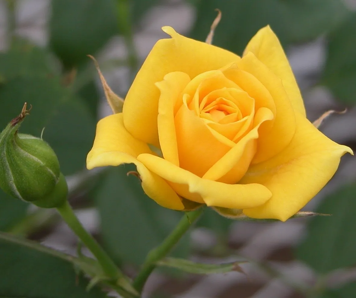 linguaggio dei fiori rosa blu