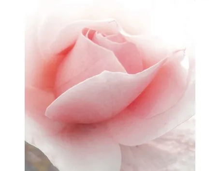 linguaggio dei fiori rosa rosa