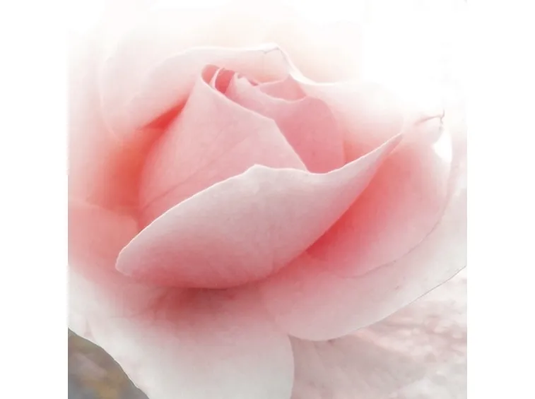 linguaggio dei fiori rosa rosa
