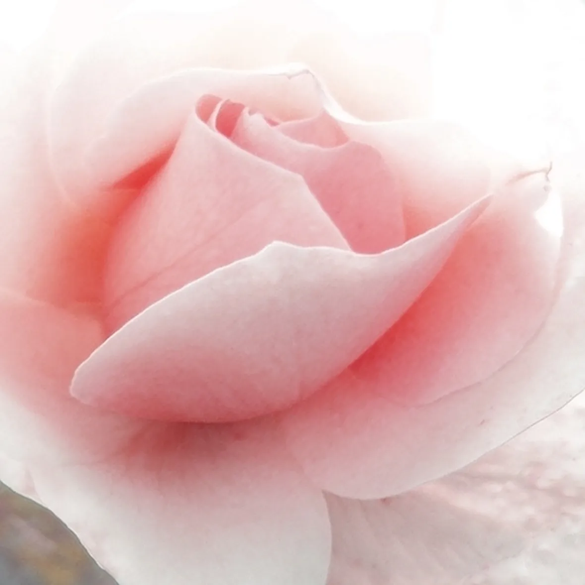 linguaggio dei fiori rosa rosa