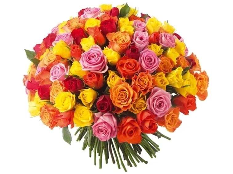 numero rose significato