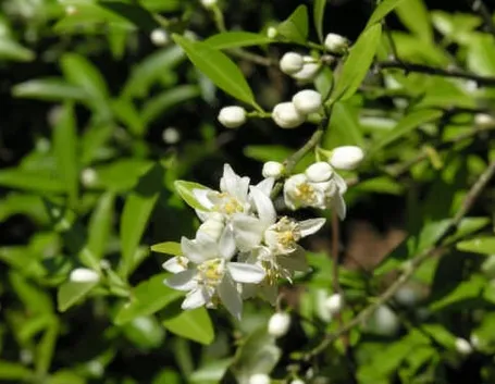 Olio essenziale arancio
