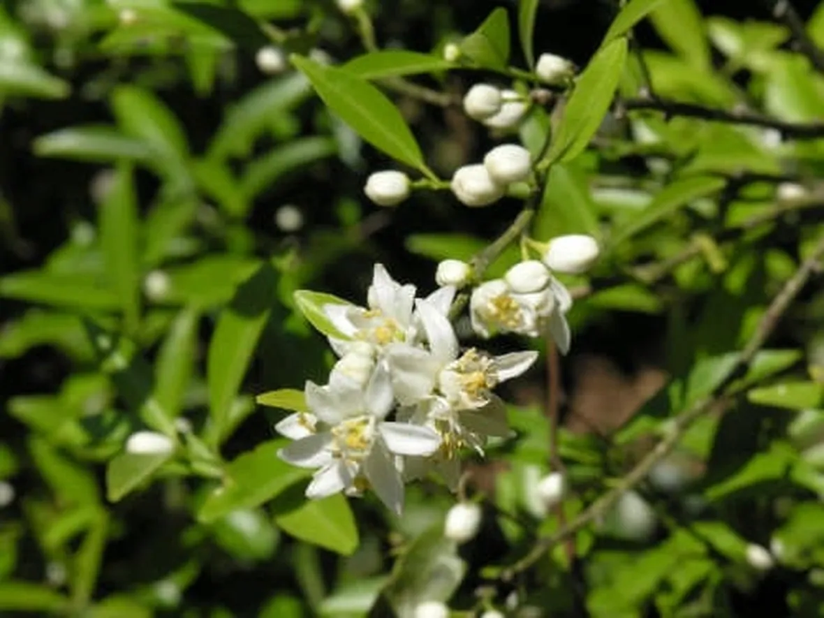 Olio essenziale arancio

