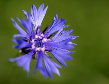 Orchidea blu