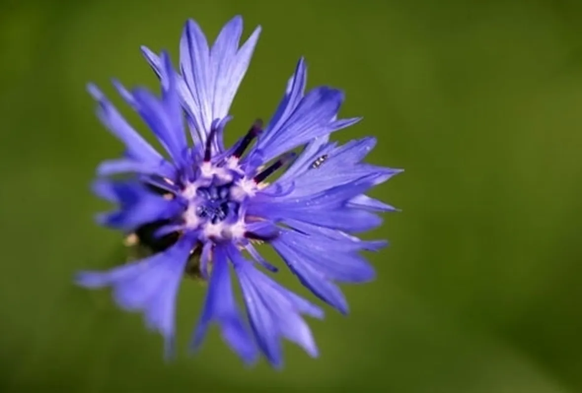 Orchidea blu