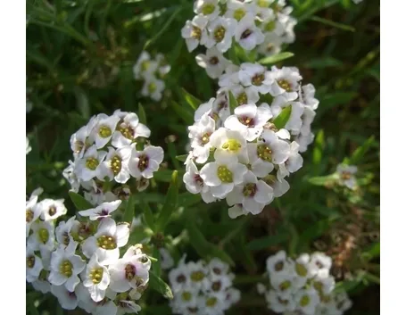 Risposta : Fiori Bianchi Settembre