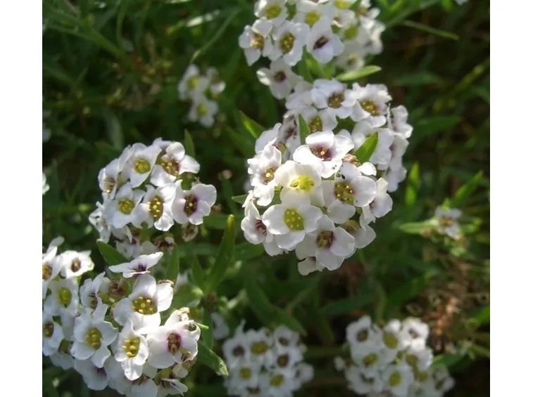 Risposta : Fiori Bianchi Settembre