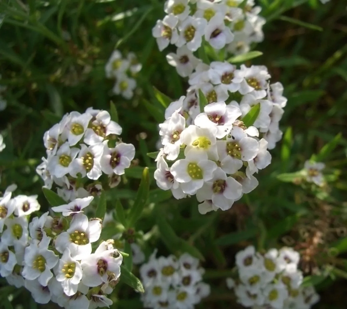 Risposta : Fiori Bianchi Settembre