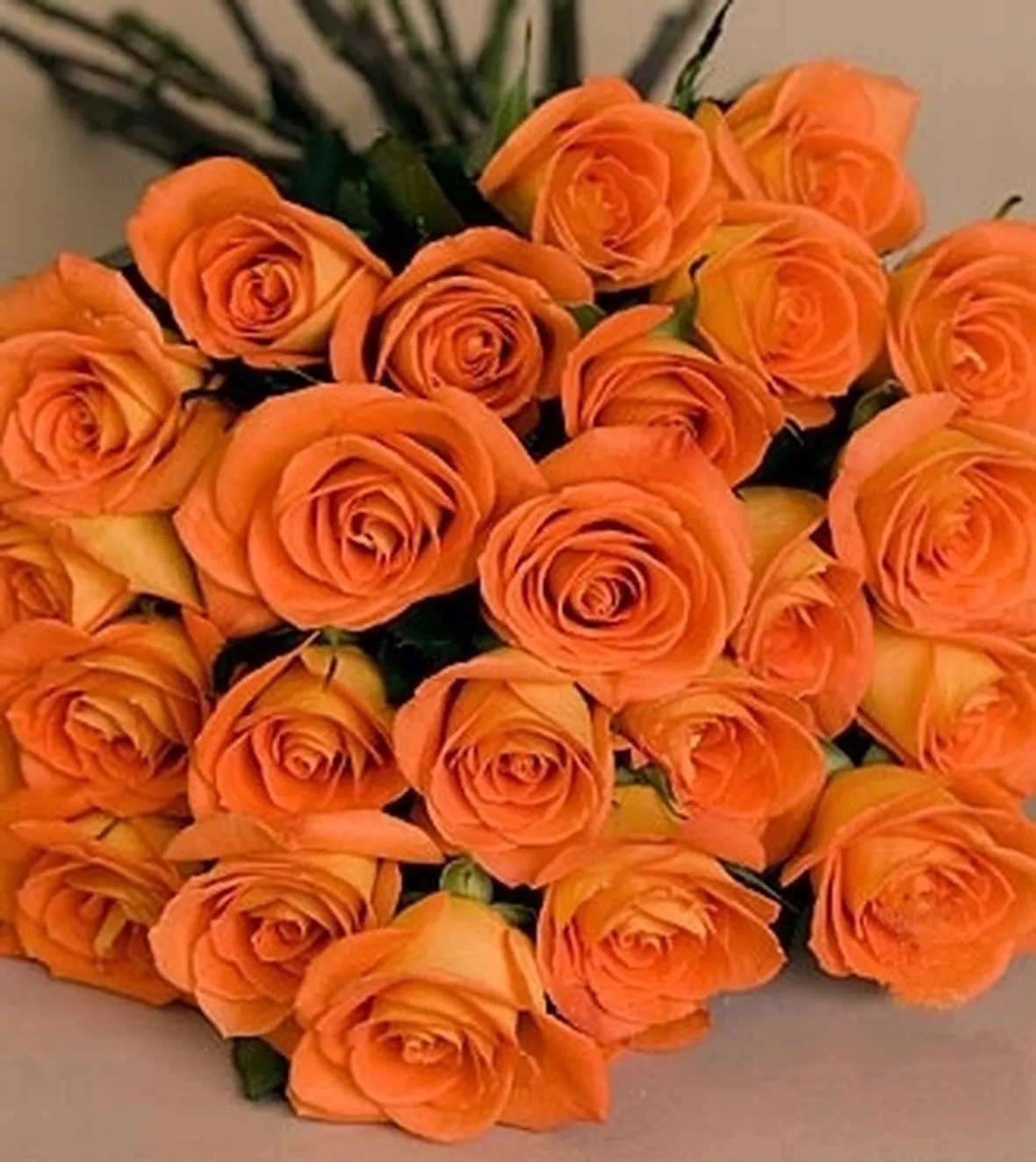 rosa arancione