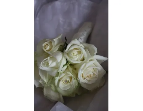 rosa bianca