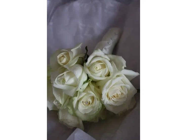 rosa bianca