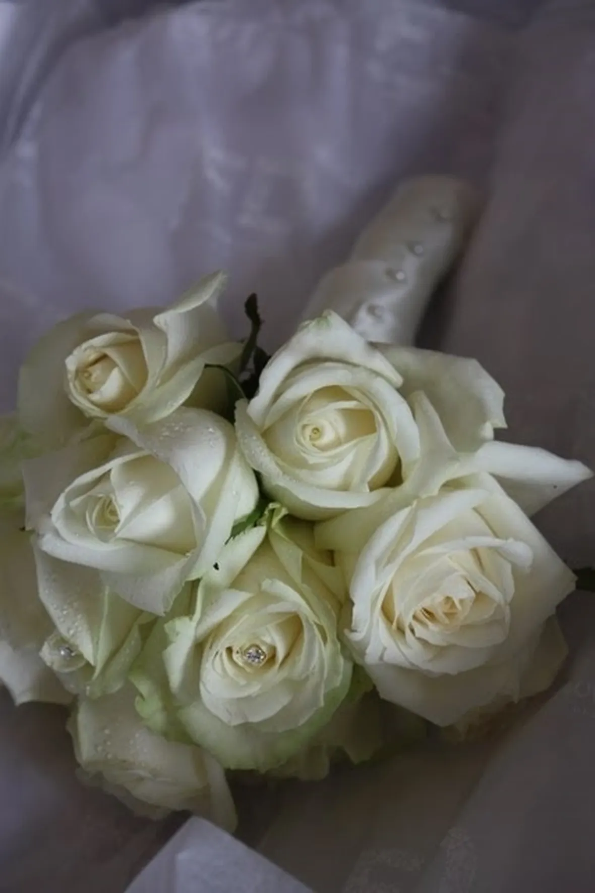 rosa bianca