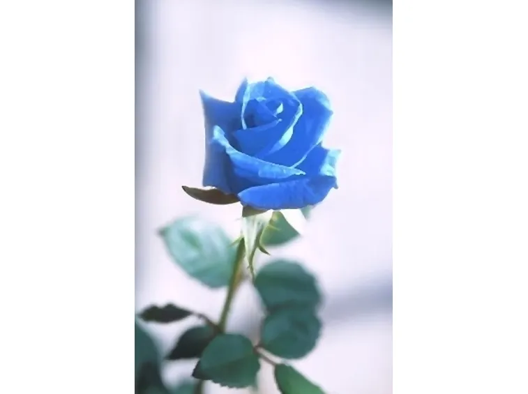 rosa blu significato