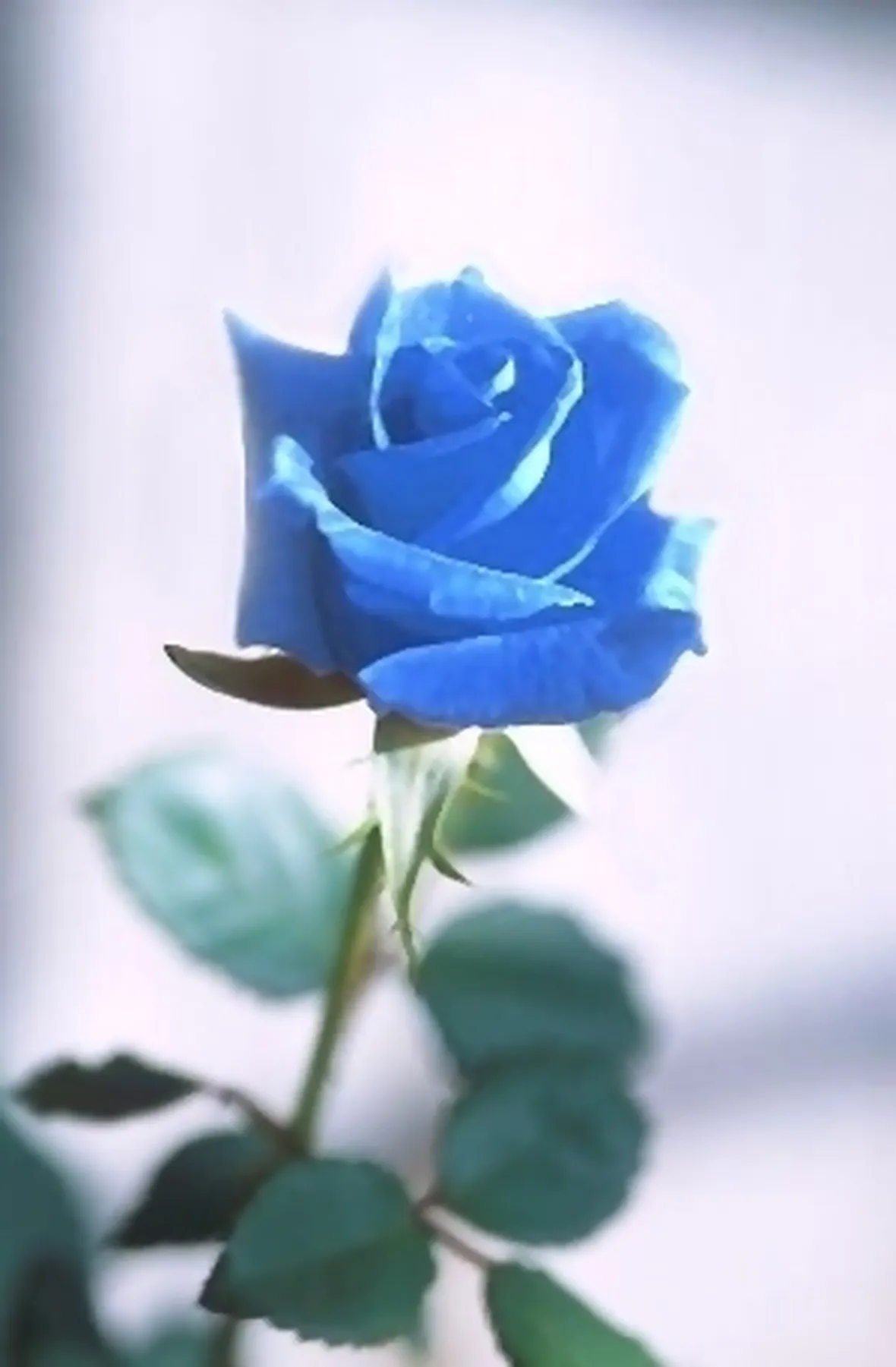 rosa blu significato
