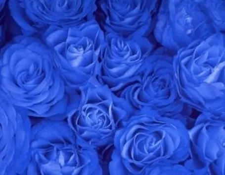 rosa blu