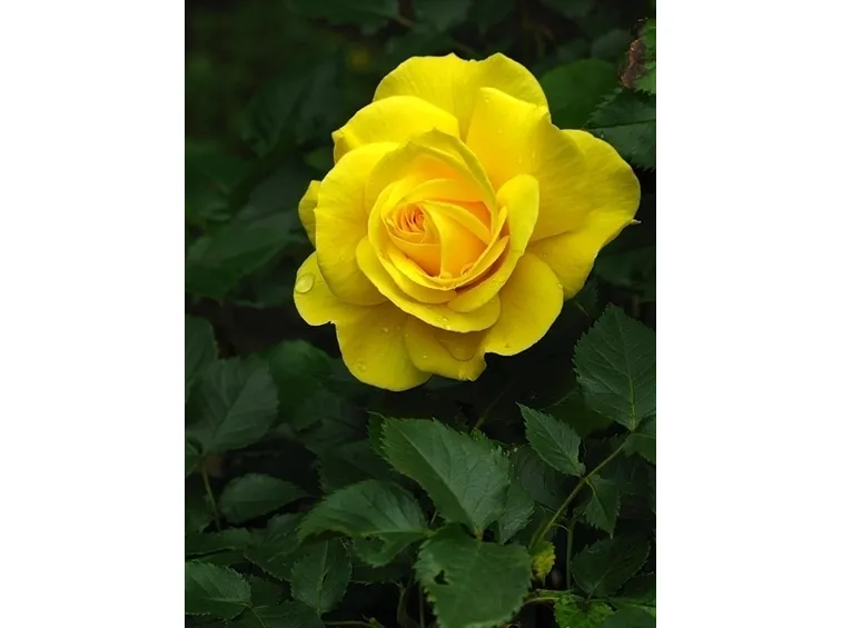 rosa gialla significato