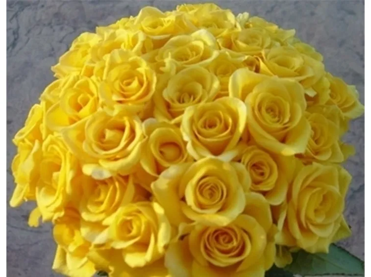 rosa gialla
