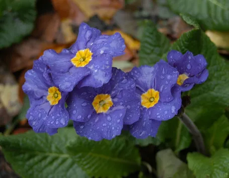 ROSA POLIANTA
Shocking blue