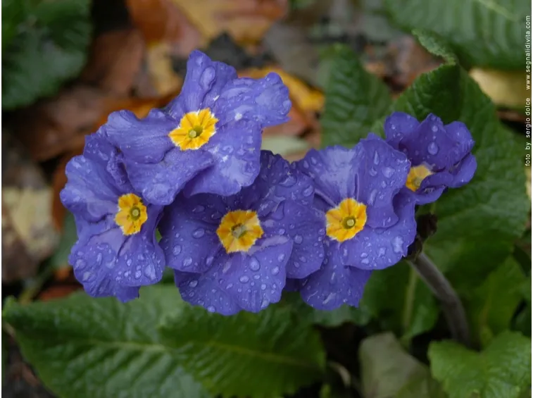 ROSA POLIANTA
Shocking blue