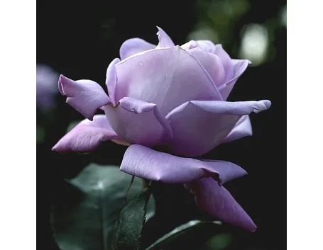 rosa viola