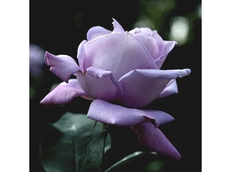 rosa viola