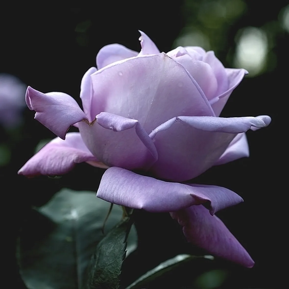 rosa viola