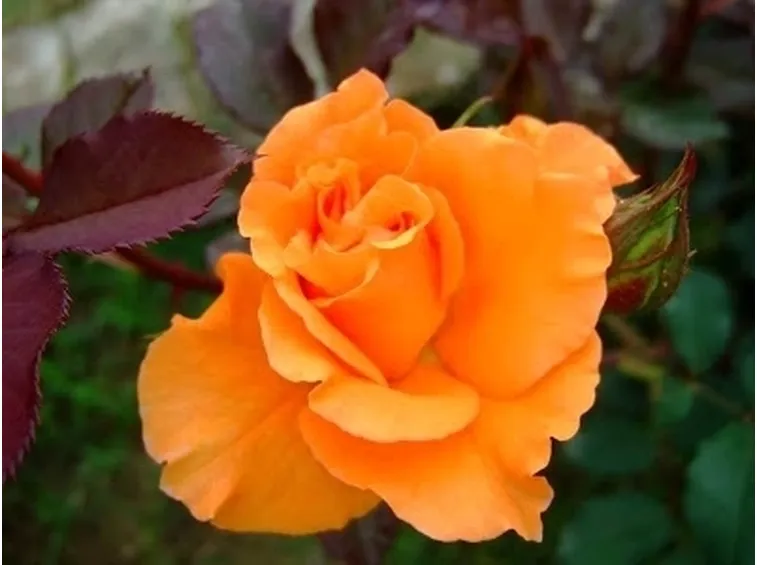 rose arancioni significato