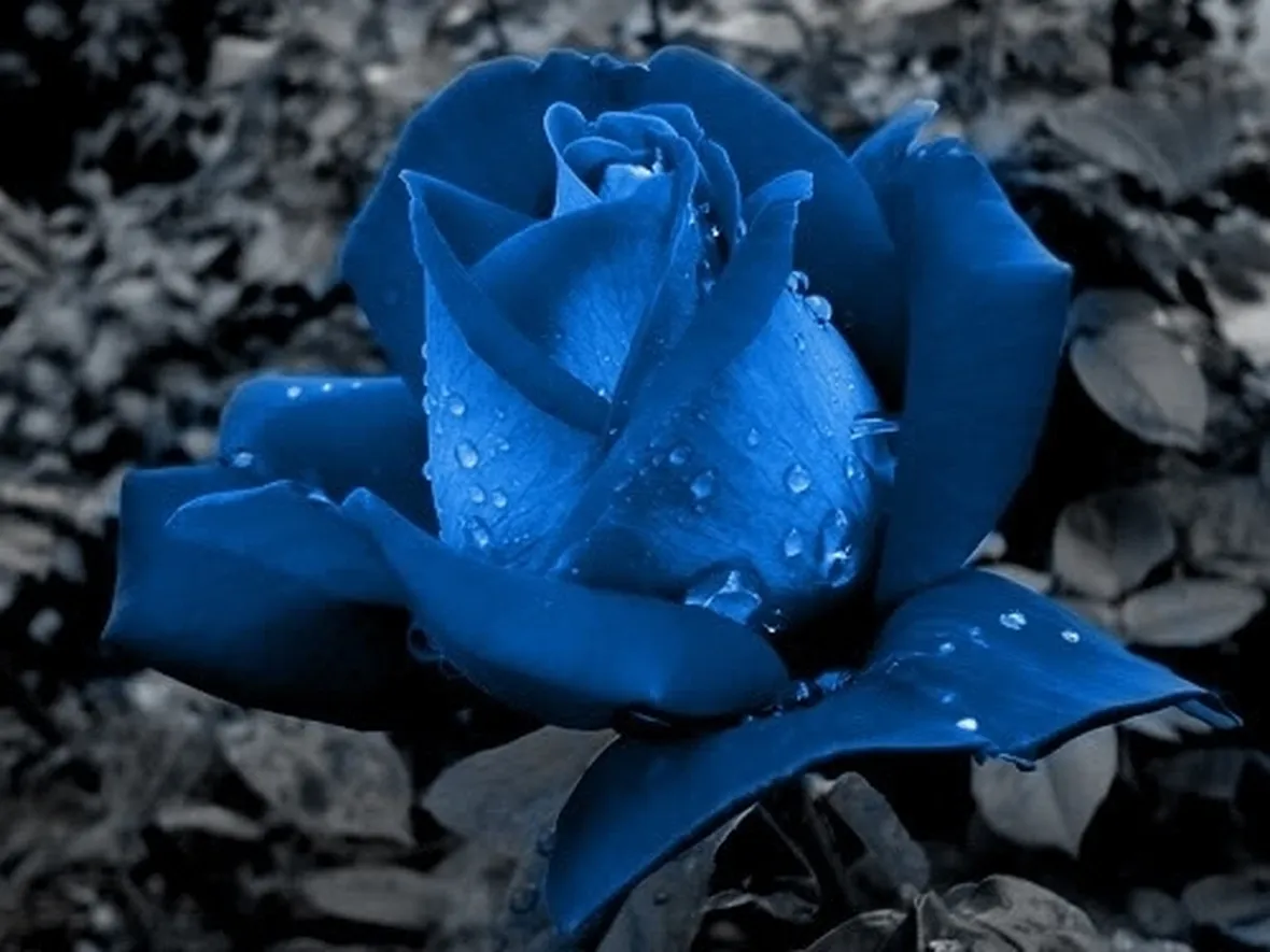 rose blu significato