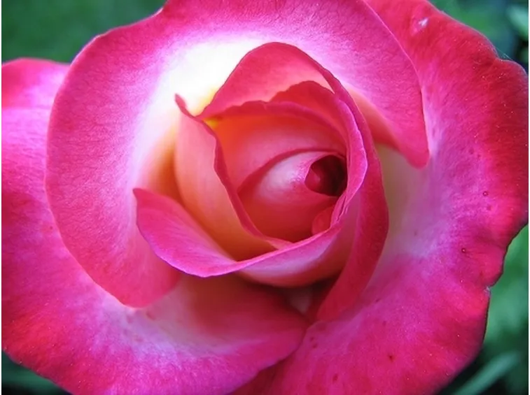 rose viola significato