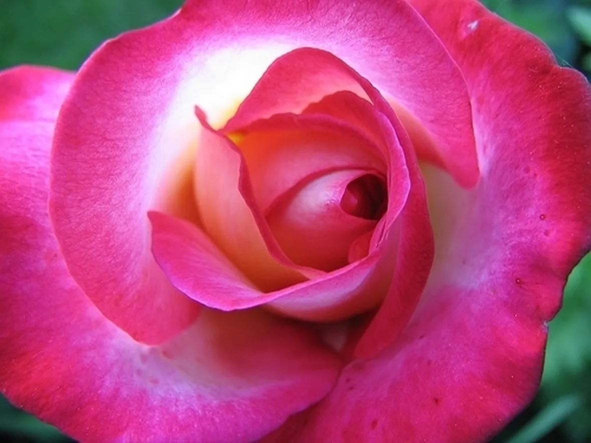 rose viola significato