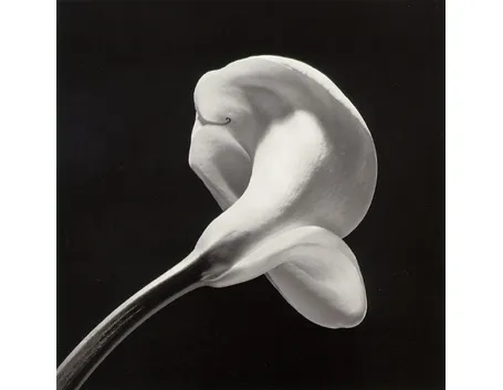 significato calla-4