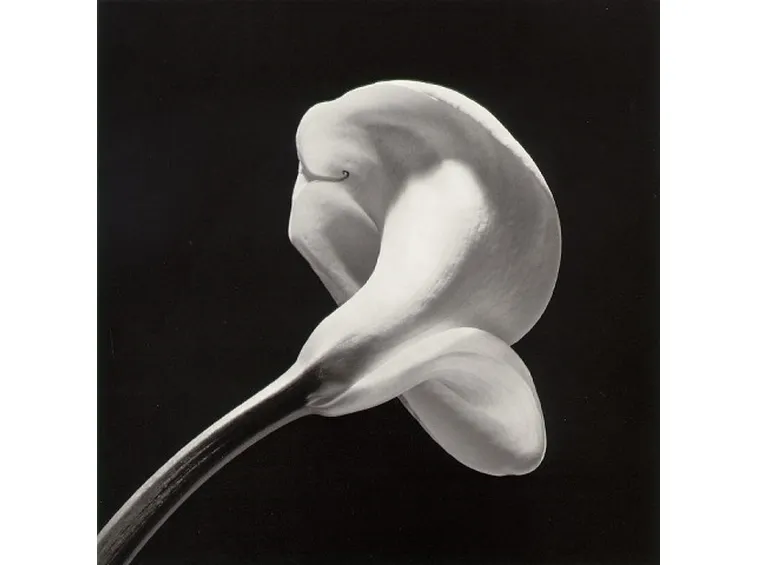 significato calla-4