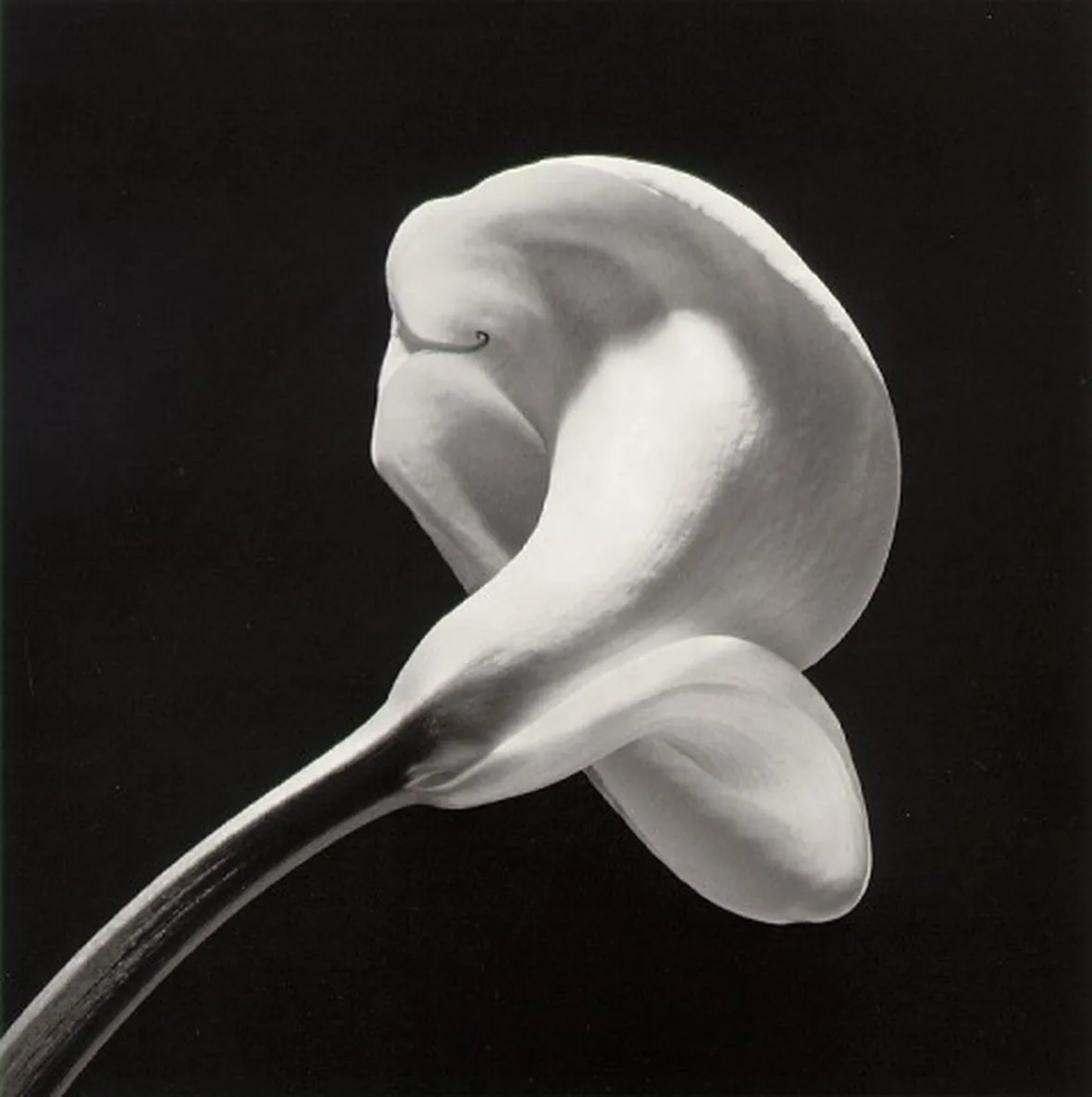 significato calla-4
