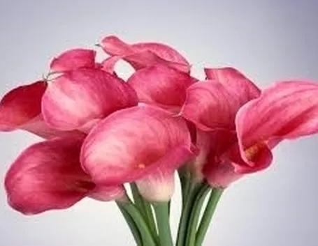 significato calla-5