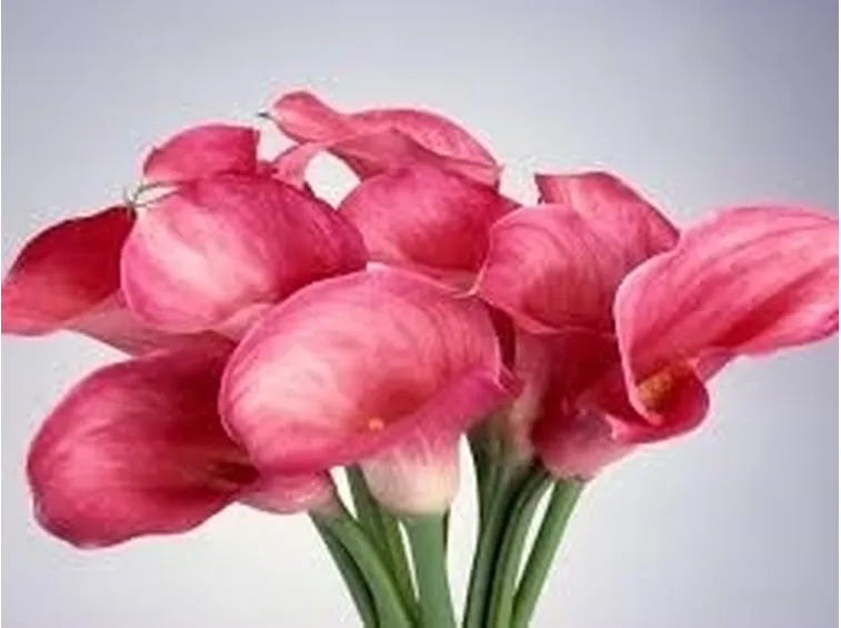 significato calla-5