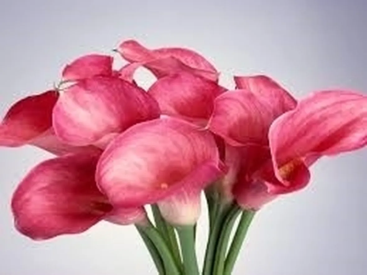 significato calla-5