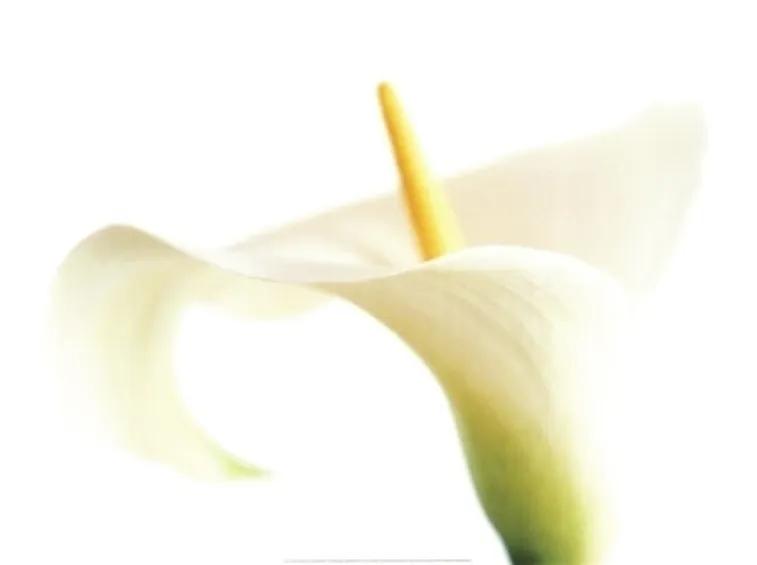significato calla-6