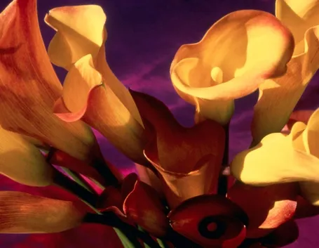 significato calla-7