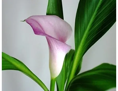 significato calla-8