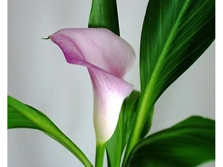 significato calla-8