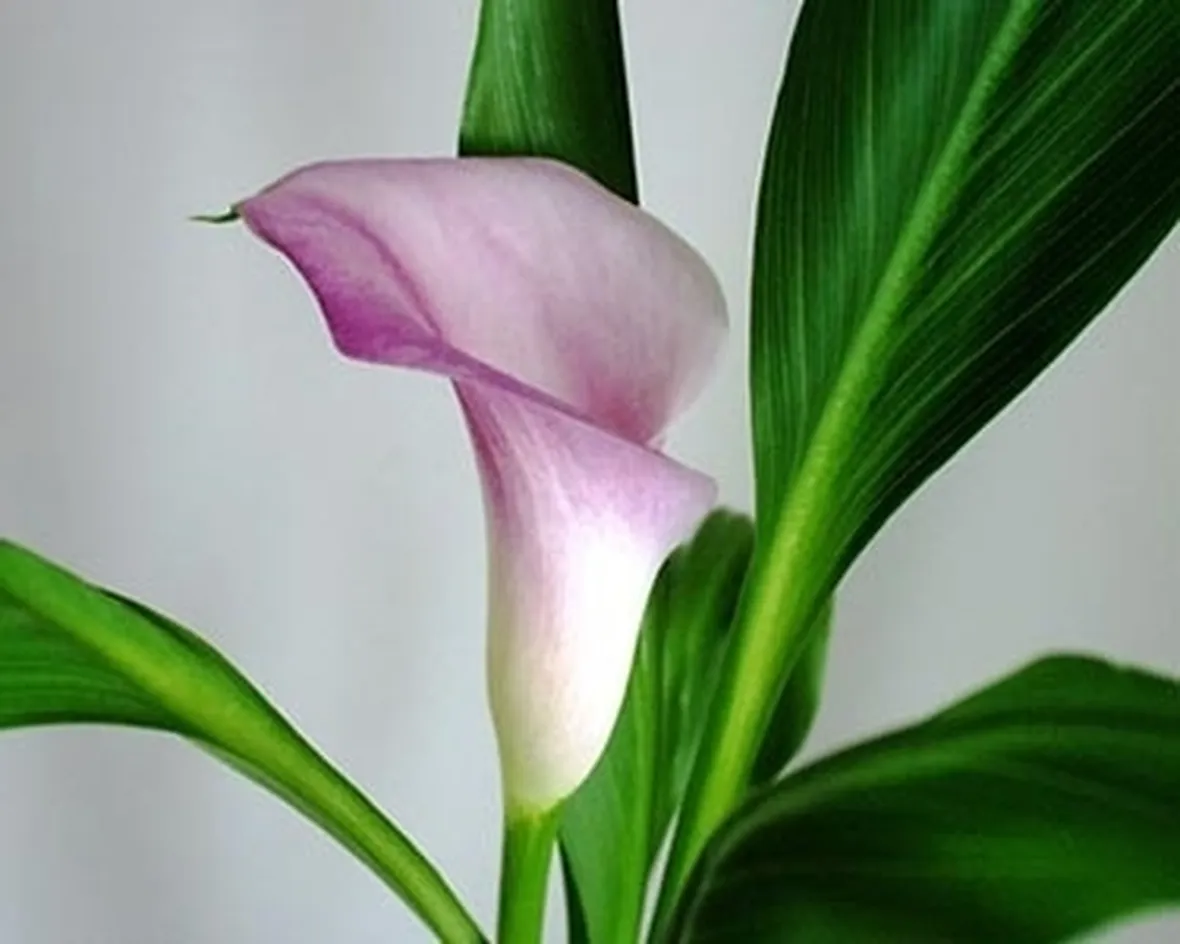 significato calla-8