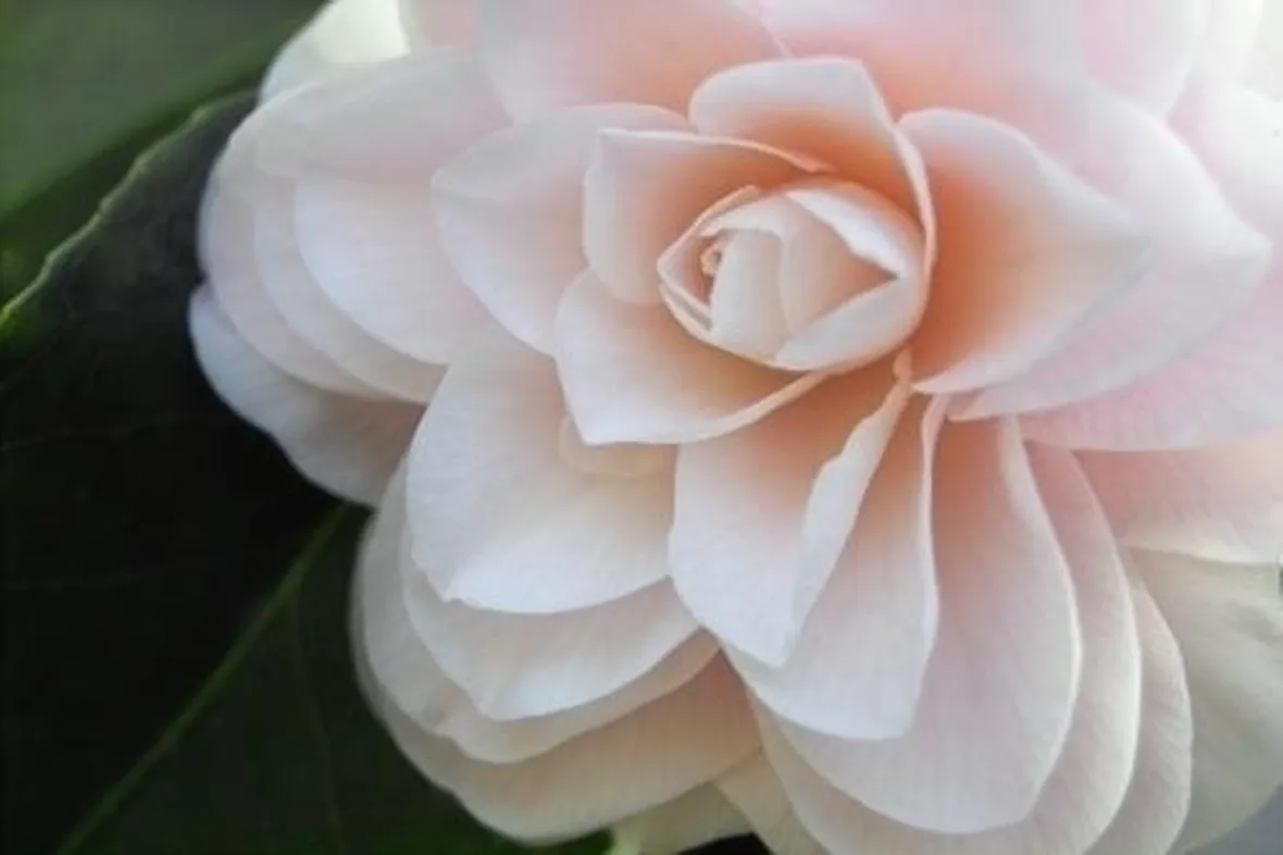 significato camelia-1