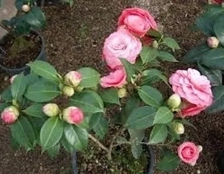 significato camelia-3