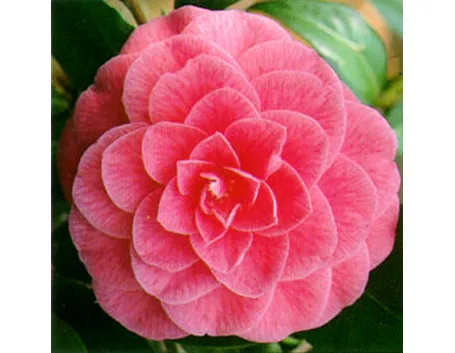 significato camelia-5