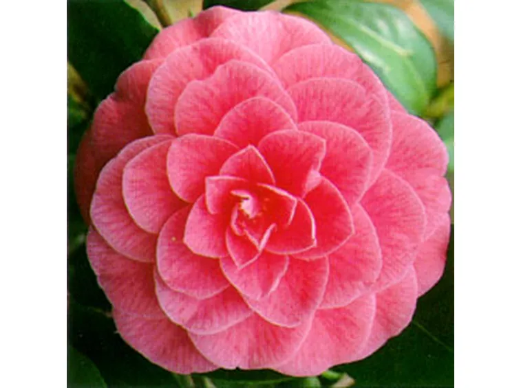 significato camelia-5