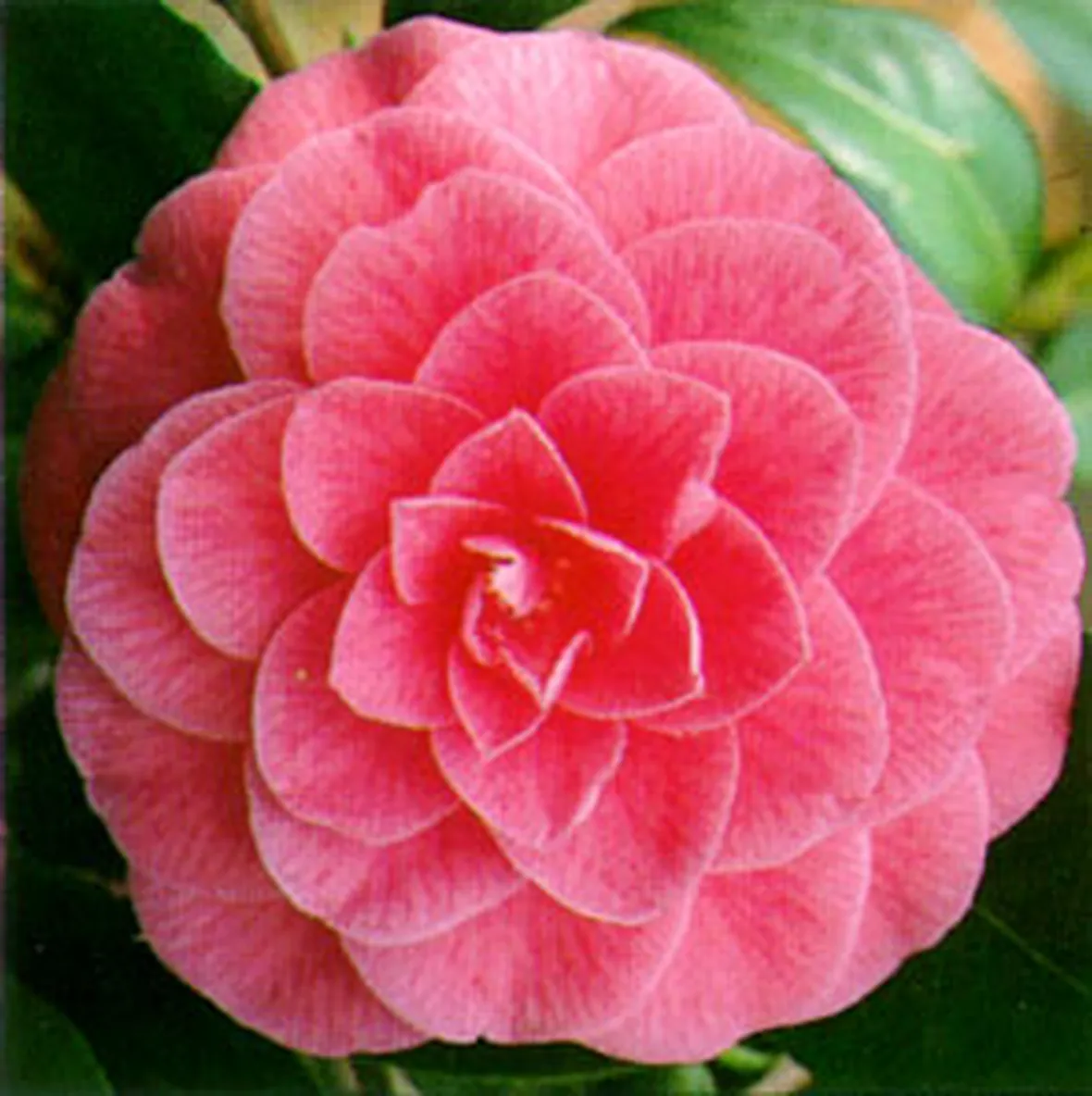 significato camelia-5