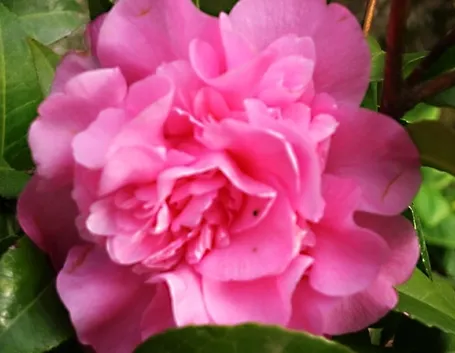 significato camelia-6