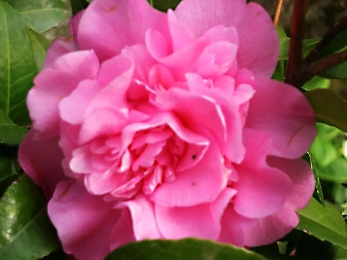 significato camelia-6