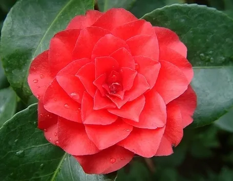 significato camelia-7